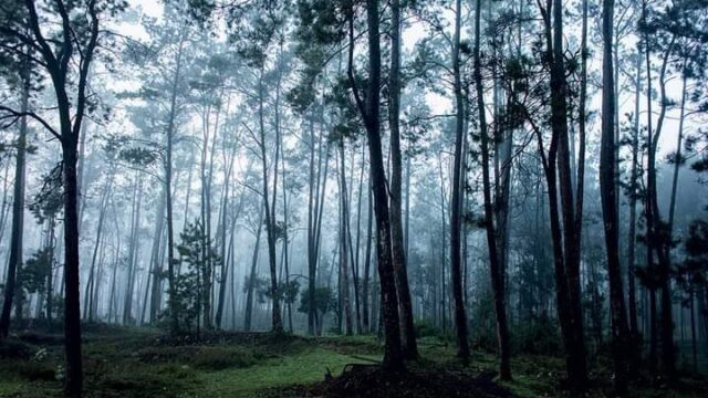 L’un des poumons de l’Amérique, Forêts des Pins, victime d’incendie malveillant