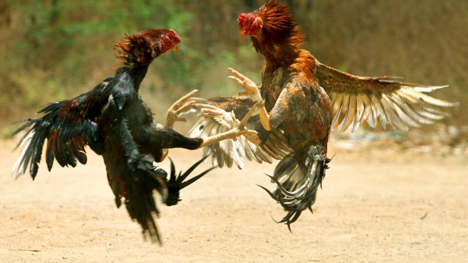 Ale Wouj! Ale Nwa! : Le Combat de Coq, Un Héritage Vivant de la Culture Haïtienne